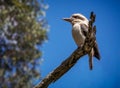 Close up of Kookaburra