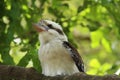 Close up of kookaburra on a tree branch