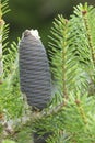 Close up Korean pine cone, Pinus koraiensis