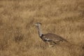 Close up of a kori bustard in the african steppe