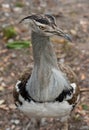 Close-up of a kori bustard Ardeotis kori, a large African bird Royalty Free Stock Photo