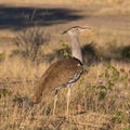 Close-up kori bustard ardeotis kori standing in savanna