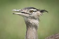 Close-up of Kori bustard with beak open Royalty Free Stock Photo