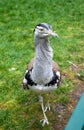 Kori bustard walking on the grass, looking at the camera lens Royalty Free Stock Photo