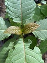Korth Cottage Leaves Kratom flowers growing in nature are addictive and medical Royalty Free Stock Photo