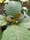 Korth Cottage Leaves Kratom flowers growing in nature are addictive and medical Royalty Free Stock Photo