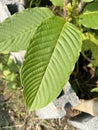 Korth Cottage Leaves Kratom flowers growing in nature are addictive and medical Royalty Free Stock Photo