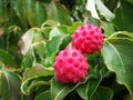 Close up of the Kousa dogwood fruits Royalty Free Stock Photo