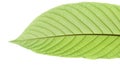 Close up a Kratom leaf on white isolated background for green foliage backdrop