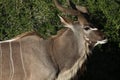 Close up of Kudu bull