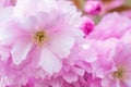 Close up of Kwanzan Cherry flowers