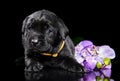 Labrador puppy on black background Royalty Free Stock Photo