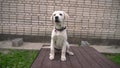 Close up a Labrador puppydog golden is looking in camera on against a brick wall and a green lawn. White retriever dog smiling. Th