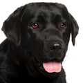 Close-up of Labrador Retriever, 3 years old