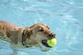 Dogs playing in swimming pool Royalty Free Stock Photo