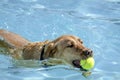 Dogs playing in swimming pool Royalty Free Stock Photo