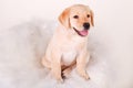 Golden retriever puppy portrai on white background Royalty Free Stock Photo