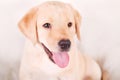 2 month old labrador retriever puppy Royalty Free Stock Photo