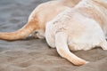 A close-up of a Labrador Retriever& x27;s hindquarters Royalty Free Stock Photo
