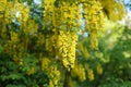 Close up of Laburnum, sometimes called golden chain or golden rain