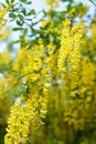 Close up of Laburnum, sometimes called golden chain or golden rain