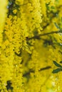 Close up of Laburnum Tree Royalty Free Stock Photo