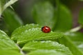 Close up of a Labybird on a leaf on a garden plant Royalty Free Stock Photo