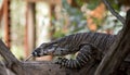 A close up of a  lace monitor lizard Royalty Free Stock Photo