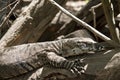 This is a close up of a lace monitor lizard