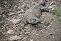 Lace monitor lizard Royalty Free Stock Photo