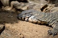 This is a close up of a lace monitor lizard Royalty Free Stock Photo