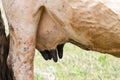 Close up of lactating cow udder. Horizontal photo Royalty Free Stock Photo