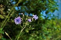 Close-up of Lactuca macrophylla wildflower spotted on a meadow