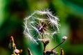 Close up, Lactuca, wild lettuce seeds