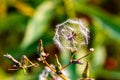 Close up, Lactuca, wild lettuce seeds