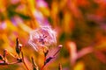 Close up, Lactuca, wild lettuce seeds