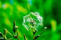 Close up, Lactuca, wild lettuce seeds