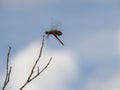 Lacy Wings of a Carolina Saddlebag Dragonfly Royalty Free Stock Photo