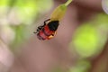 Close -up lady bird beetle in the green background Royalty Free Stock Photo