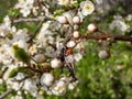 Lady bug on a white plum tree branch with flower blossoms blooming in an orchard in spring in bright sunlight. Royalty Free Stock Photo