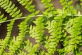 Close up of Lady fern Athyrium filix-femina, California