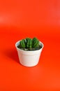 Close up Lady Finger Cactus & x28;Mammillaria elongata& x29; in white pot isolated on red background