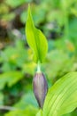 Close up on the Lady`s slipper orchid flower Royalty Free Stock Photo