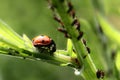 Close up of a Ladybird and Aphids Royalty Free Stock Photo