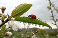 Ladybird with Dew-Drop in Spring Royalty Free Stock Photo