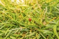 Ladybird on a green leaf Royalty Free Stock Photo