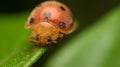 Close-up ladybird ladybug on green leaf Royalty Free Stock Photo