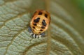 Close up of a ladybird / ladybug larvae on a leaf in the garden, photo taken in the UK Royalty Free Stock Photo
