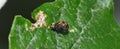 Close up of a ladybird / ladybug larvae on a leaf in the garden, photo taken in the UK Royalty Free Stock Photo