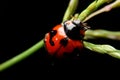 Close-up ladybird ladybug night